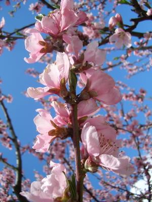 Pfirsich Blüten