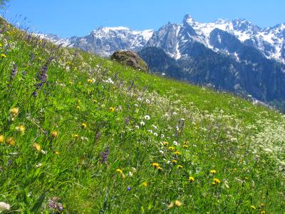 Blumenwiese Bergell