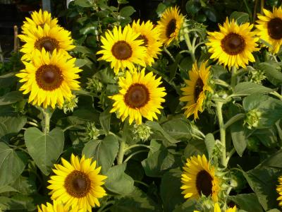 Sonnenblumen - sunflowers