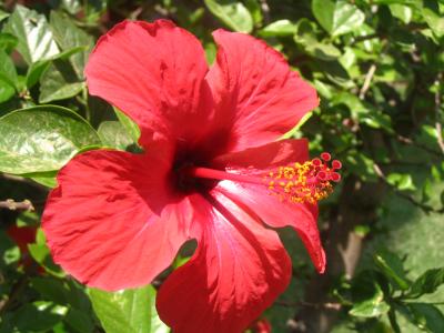 Hibiscus Blüte