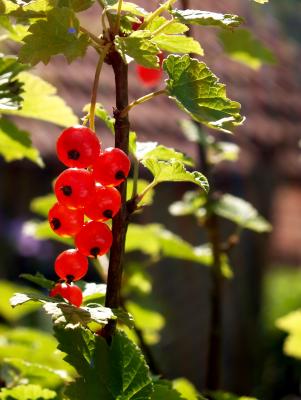 Beeren im Gegenlicht