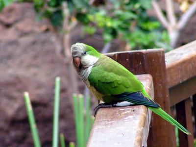 Papagei auf Gran Canaria 3