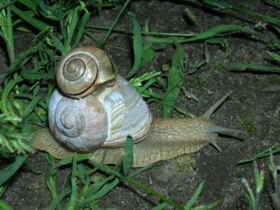 Mamaschnecke mit Babyschnecke