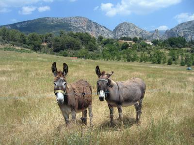 Esel in der Provence