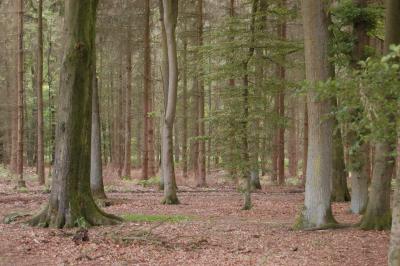 Der Wald