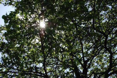 Die Sonne strahlt durch einen Baum