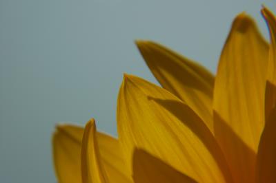 Teil einer Sonnenblume