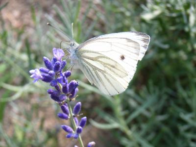 Kohlweißling auf Lavendel