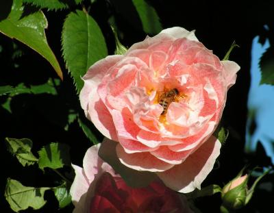 Lachsrose mit Biene