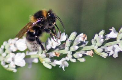 ...und noch ne Hummel