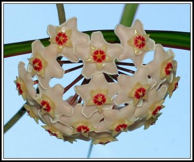Hoya (Wachs- oder Porzellanblume)