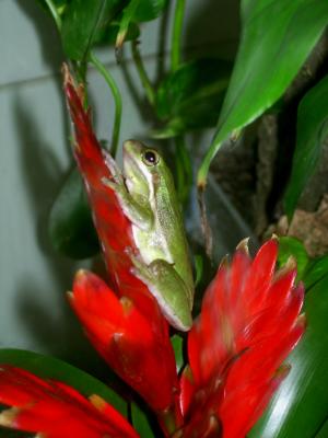 Hyla Cinerea_1