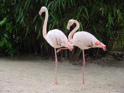 Flamingo-Balett
