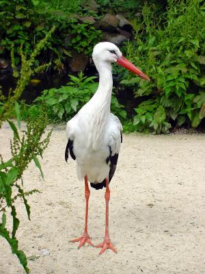 Storch zu Fuß