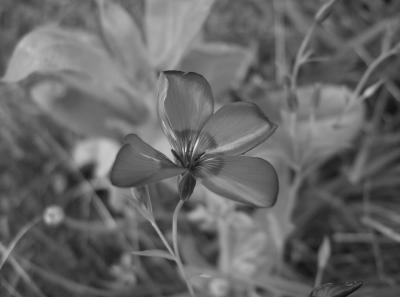 Kleine Blume in schwarz-weiß