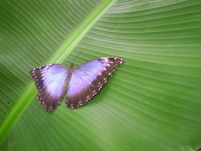 Blauer Schmetterling