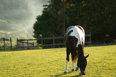 Pferd auf der Wiese