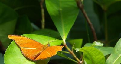 orange auf grün