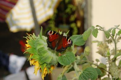 Schmetterling auf Sonnenblume