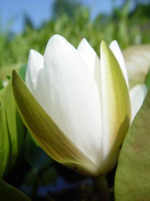 Nymphaea alba II