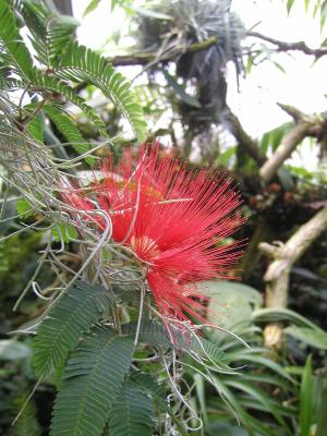 Blüte aus dem Regenwald