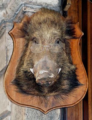 Bebrilltes Wildschwein in Siena (Toscana)