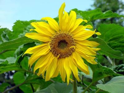 Landesgartenschau-Sonnenblume