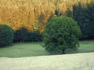 landschaft mit baum