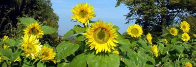 Sonnenblumen-Bordüre