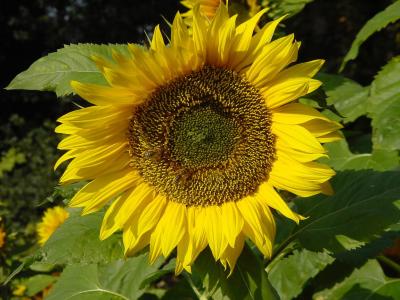 Sonneblume, mit Polfilter etwas gedämpft