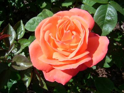 Rosenschönheit aus Norwegen