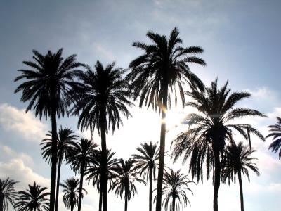 Palmen im Gegenlicht