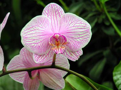 Orchideen 3