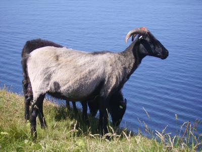 Schafe auf Helgoland