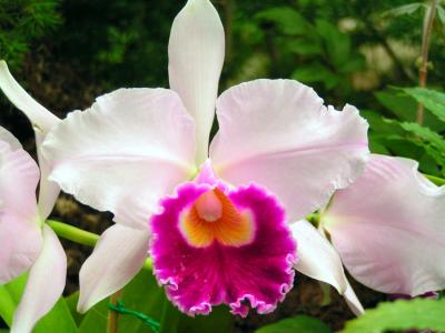 Orchideen 6