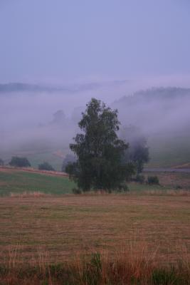 Gutenabendbirke