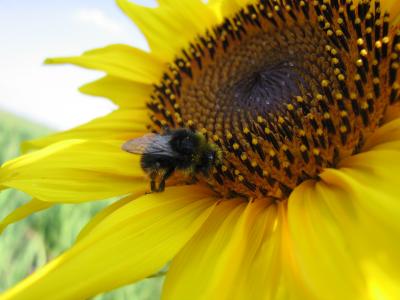 Sonnenblume mit Hummel 2