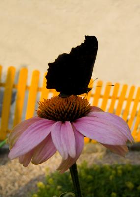 Butterfly mal ganz anders...!