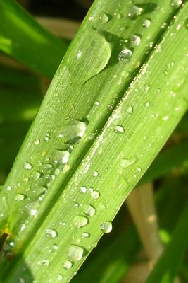 Blatt mit Tropfen