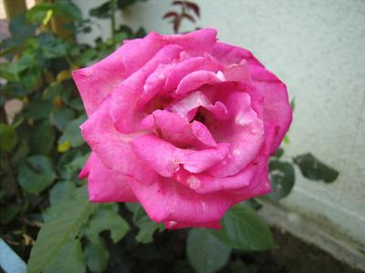 Gabis Rose