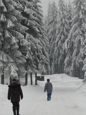 hohe Tannen im Nebel