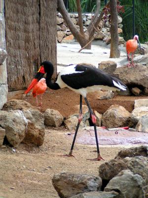 Sattelstorch