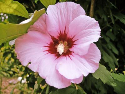 Hibiskus