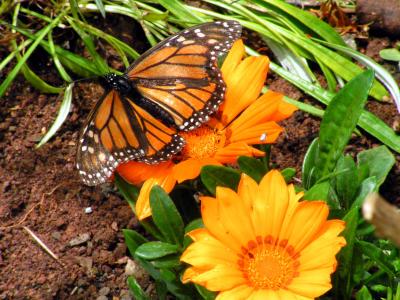 Schmetterling und die Blüten