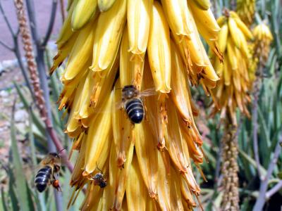 Blütenstand und die Bienen