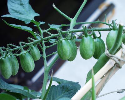 grüne Tomaten