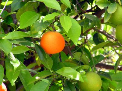 Orangenbaum 2