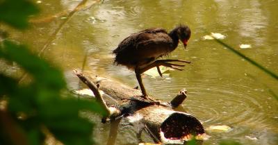 Wasservogel-Baby auf Erkundungstour