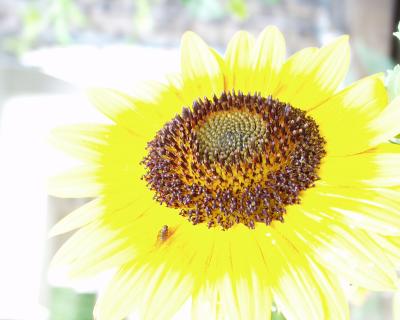 Sonnenblume mit Besuch