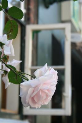 Rose vorm Fenster